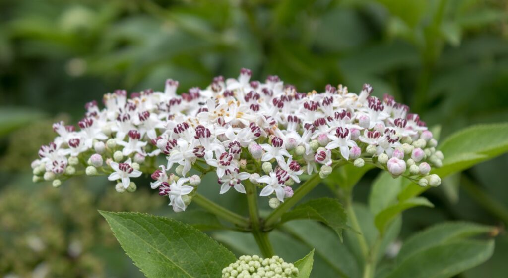 Aigremoine eupatoire