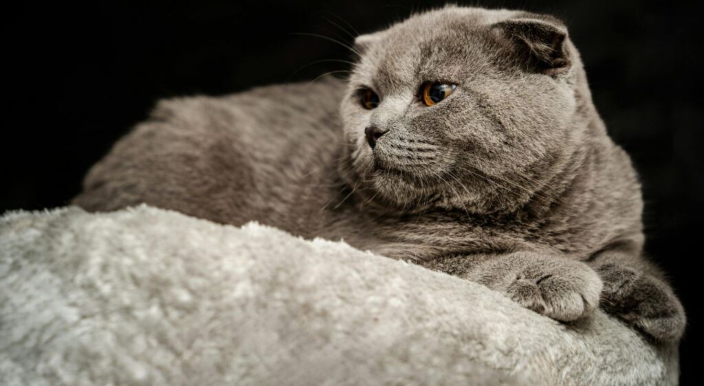 exotic shorthair