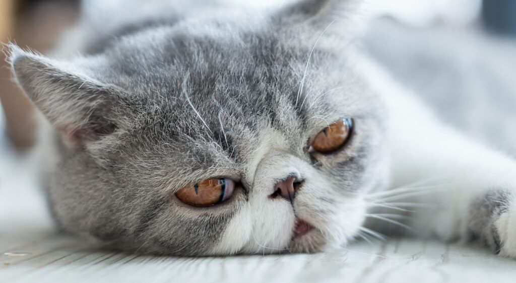 exotic shorthair