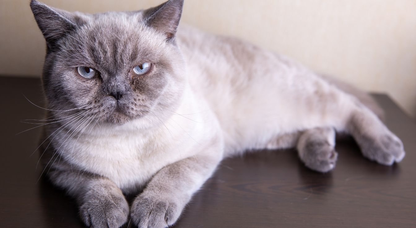 exotic shorthair