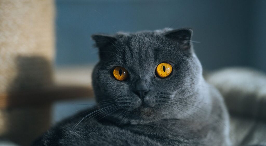 exotic shorthair