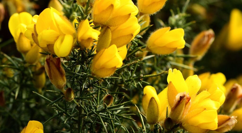 fleur de bach gorse​

