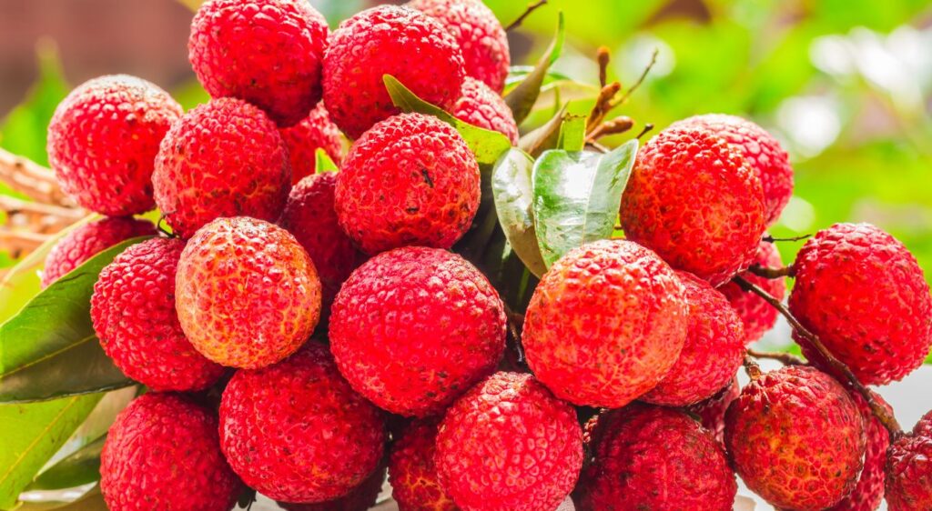 Fruits litchis