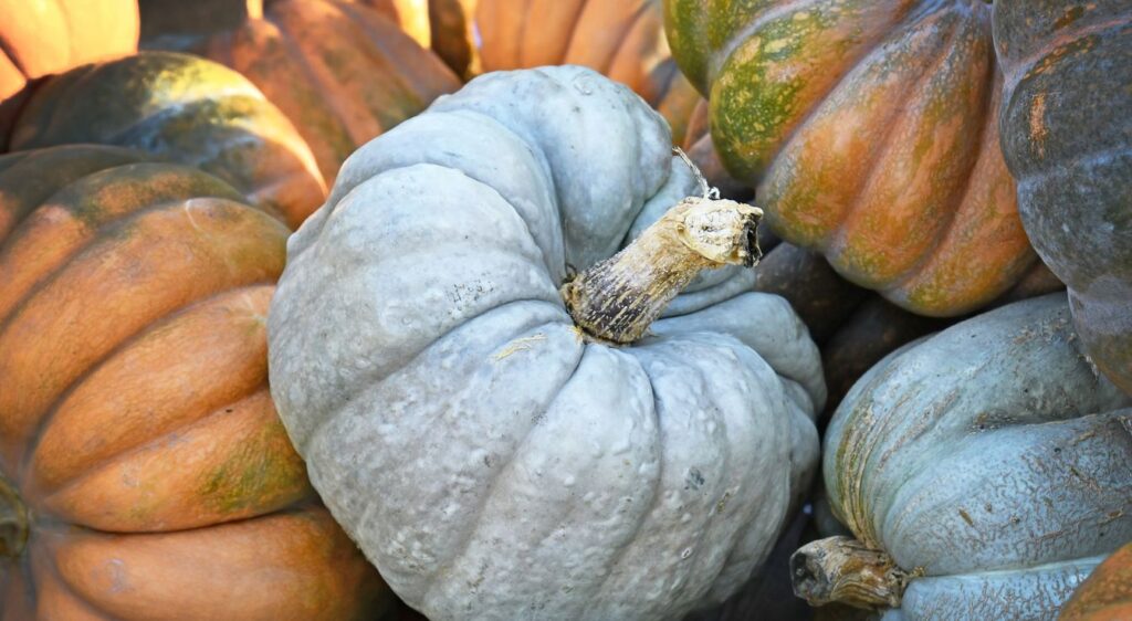 Jarrahdale pumpkin