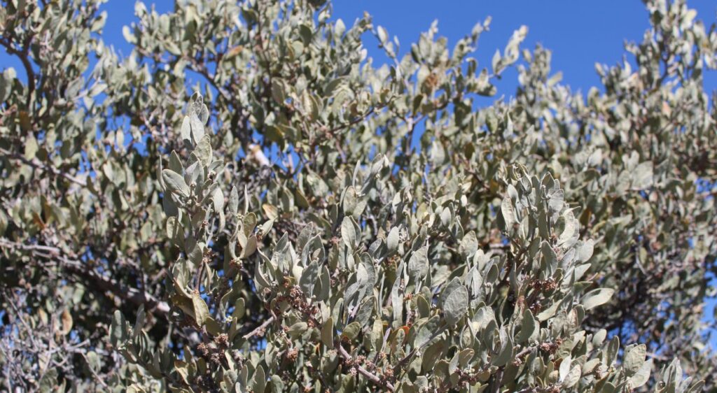 jojoba arbre