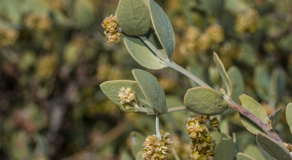 Entretien du Simmondsia chinensis