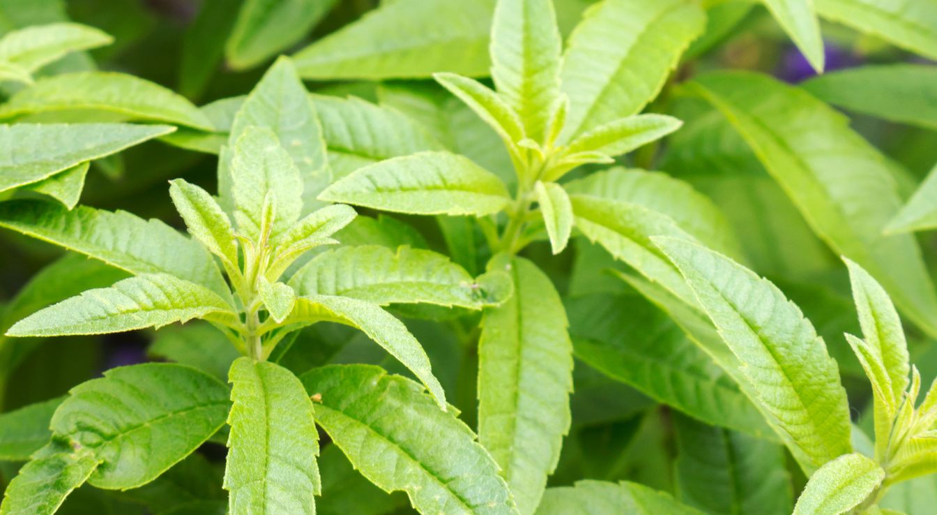 La verveine citronnee