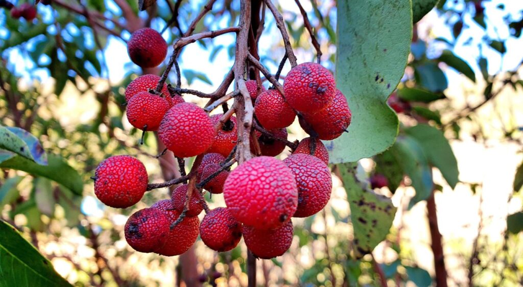 litchi arbre