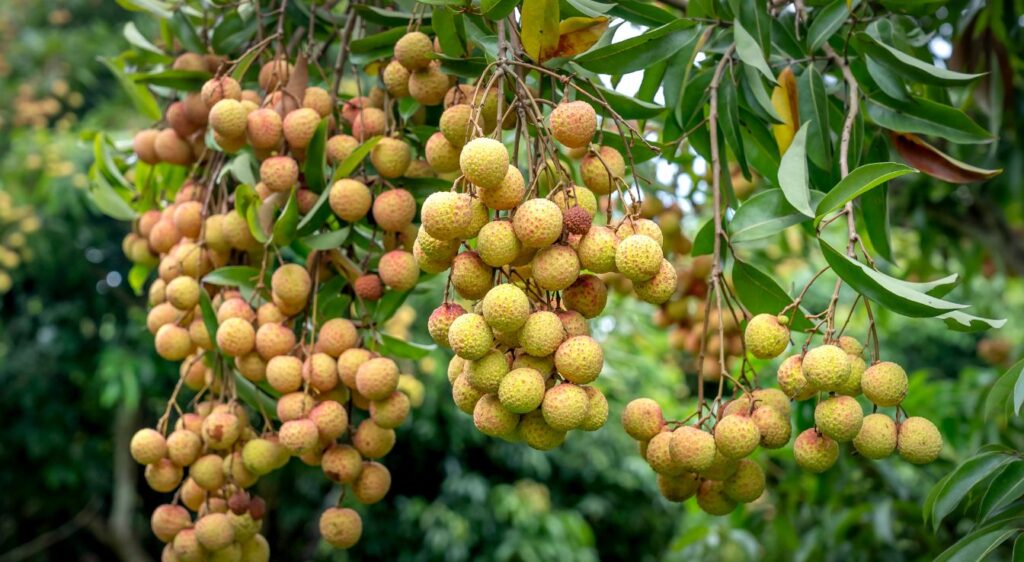 Litchi chinensis