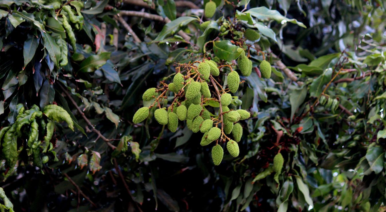 Litchi chinensis