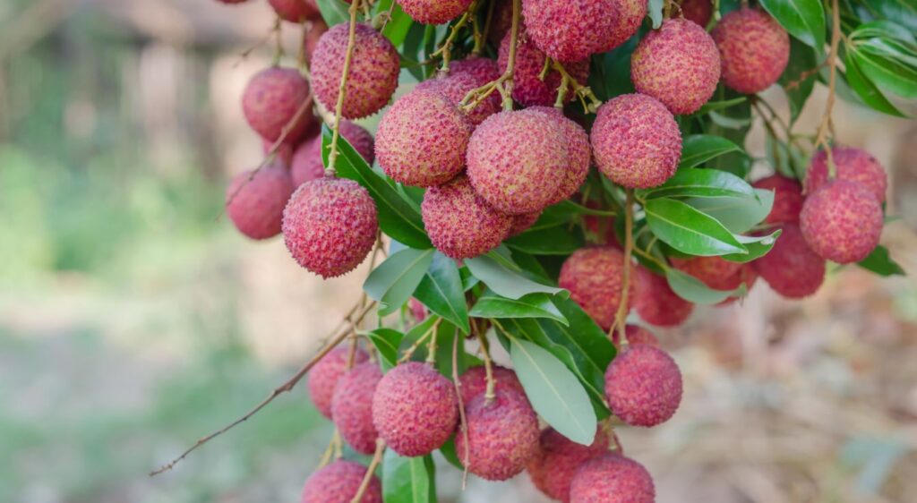 Litchi chinensis