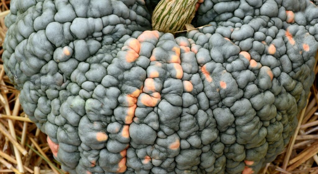 Récolter courge marina di chioggia