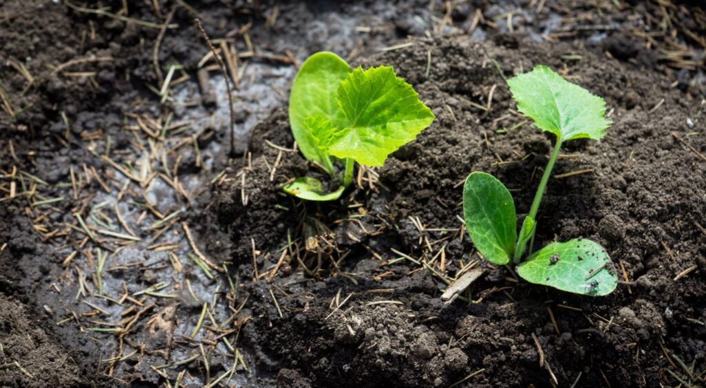 planter marina di chioggia