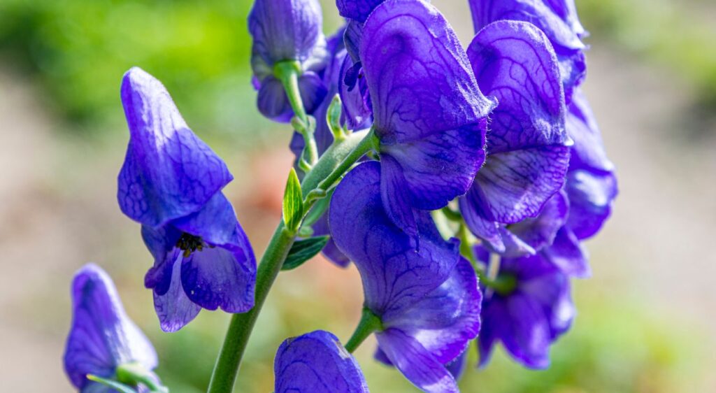 aconitum napellus danger