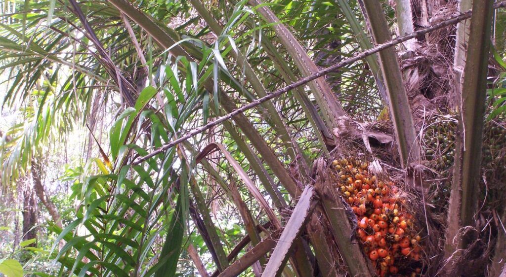 palmier a huile photo