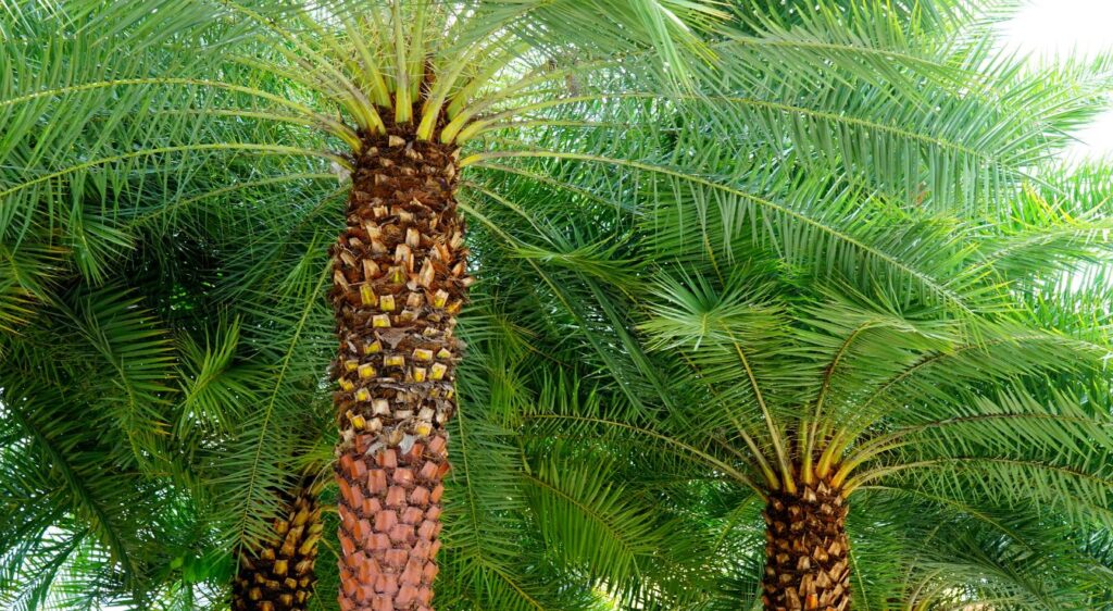 Palmier à Huile Tout Savoir Sur Cette Plante Tropicale — free download