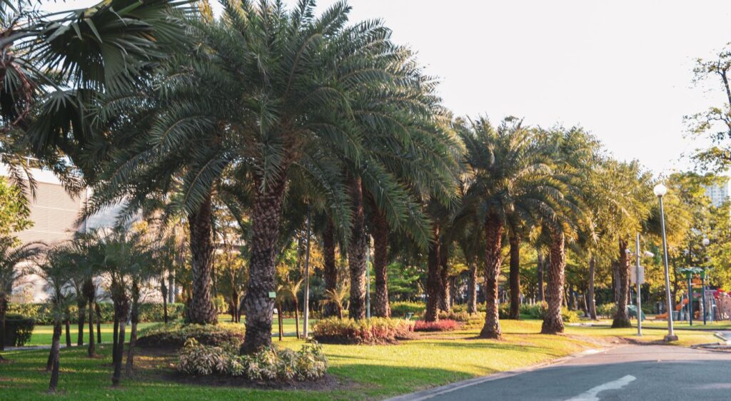 Palmier phoenix sylvestris