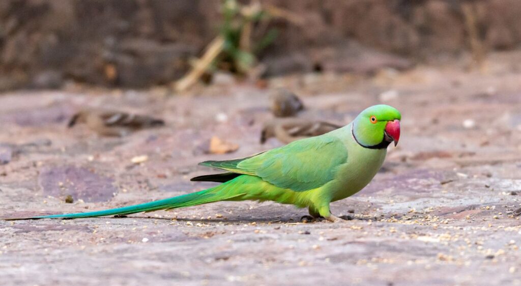perruche à col bleu