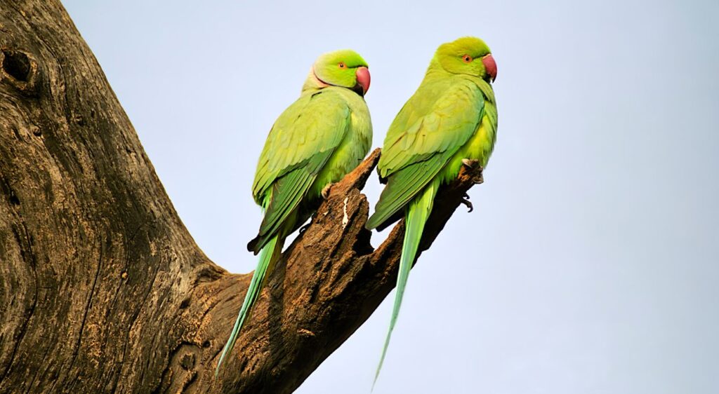 perruche à col bleu