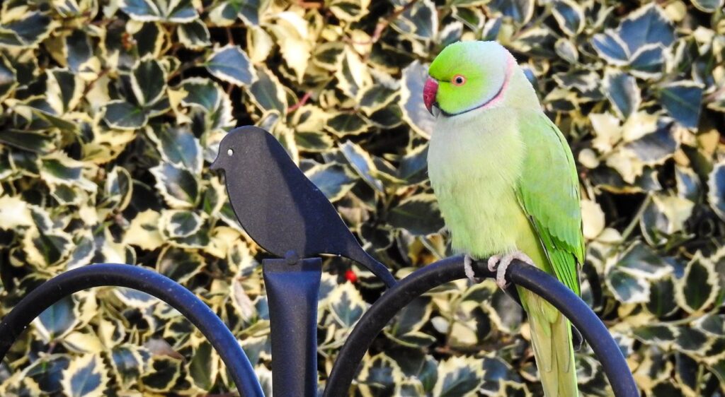 perruche à col bleu