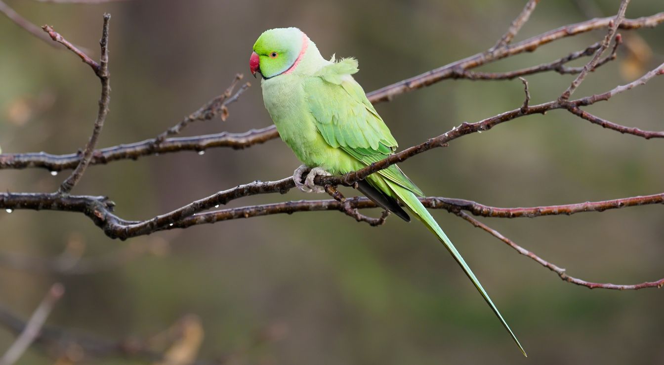 perruche à col bleu
