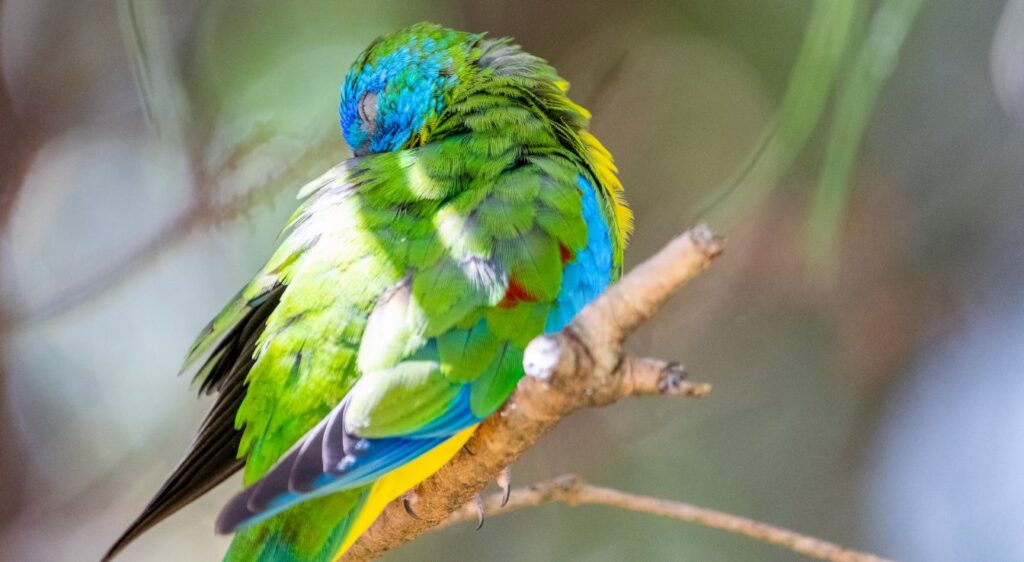 perruche turquoisine