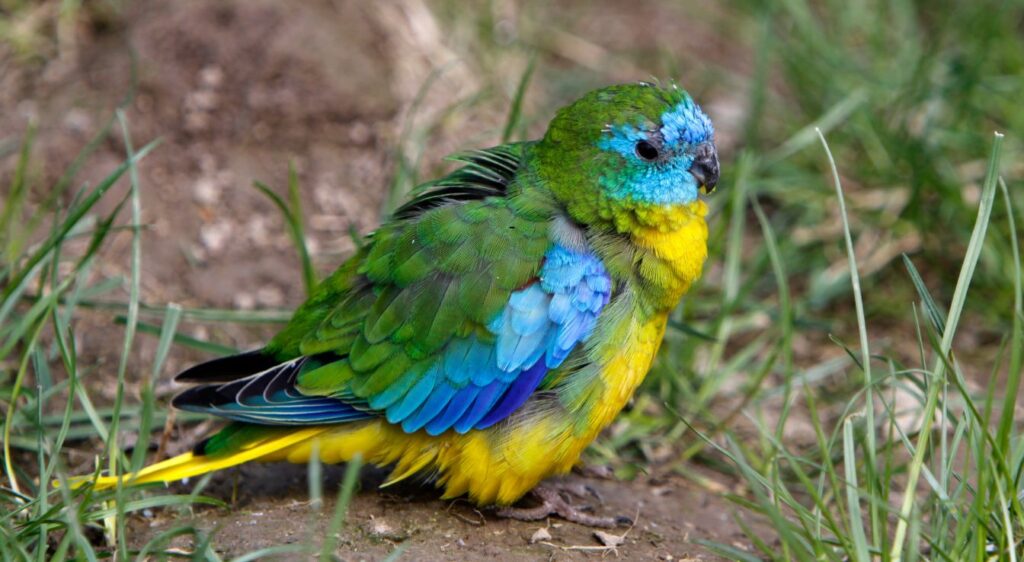 perruche turquoisine