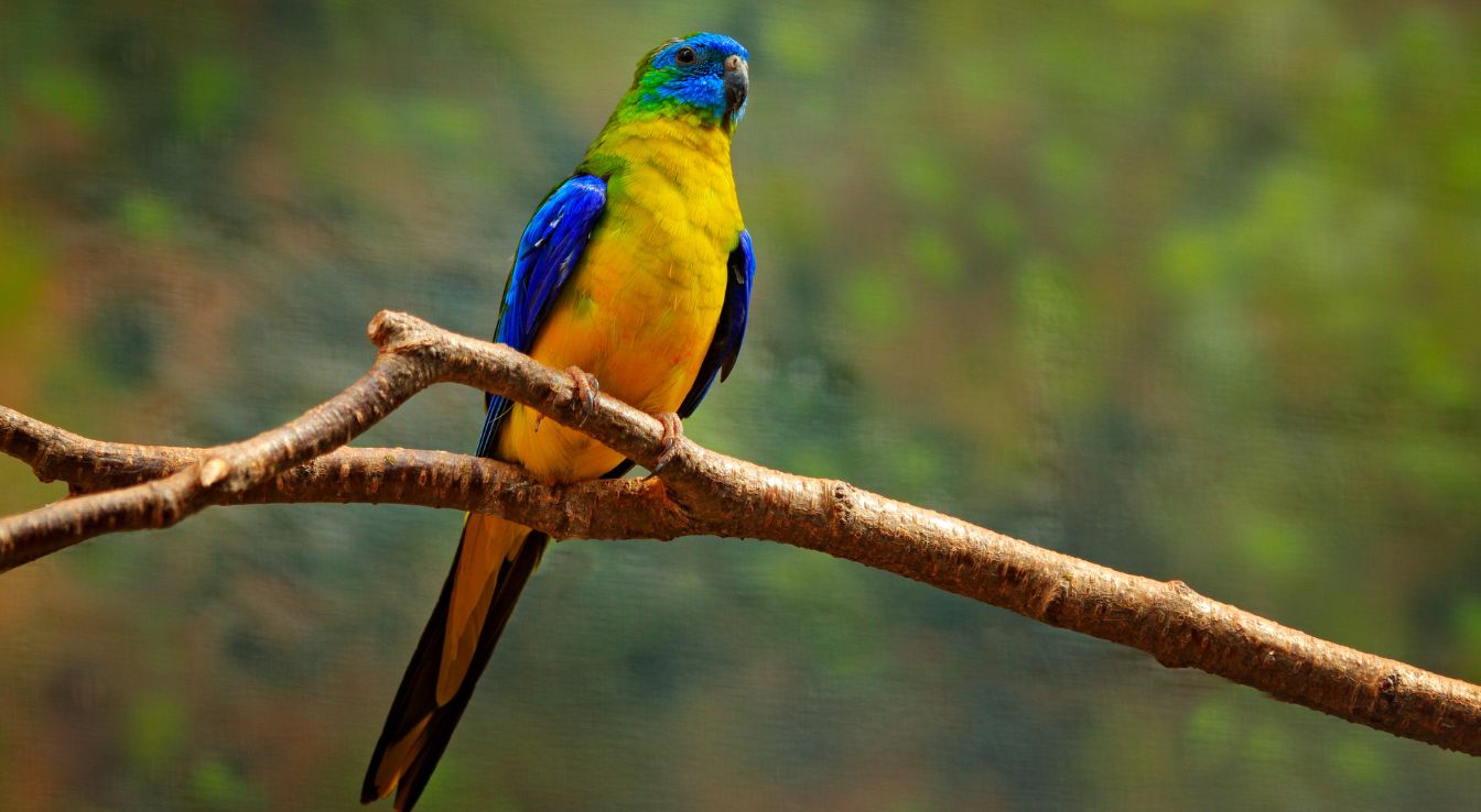 perruche turquoisine