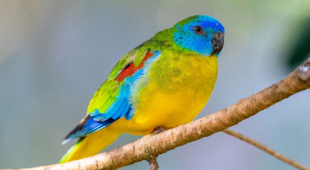 perruche turquoisine