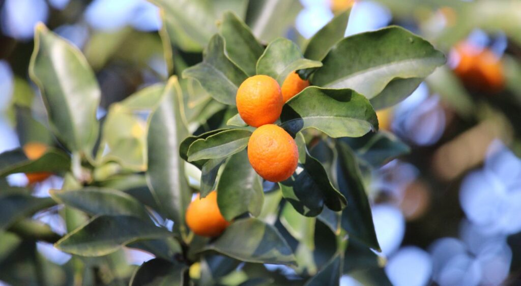 petit grain bigarade bienfaits