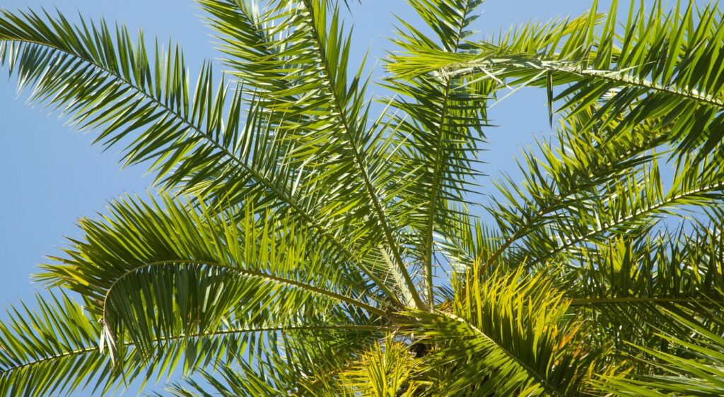 phoenix reclinata feuilles