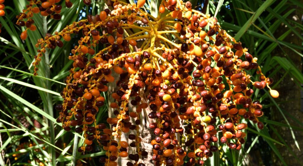 phoenix reclinata dattes