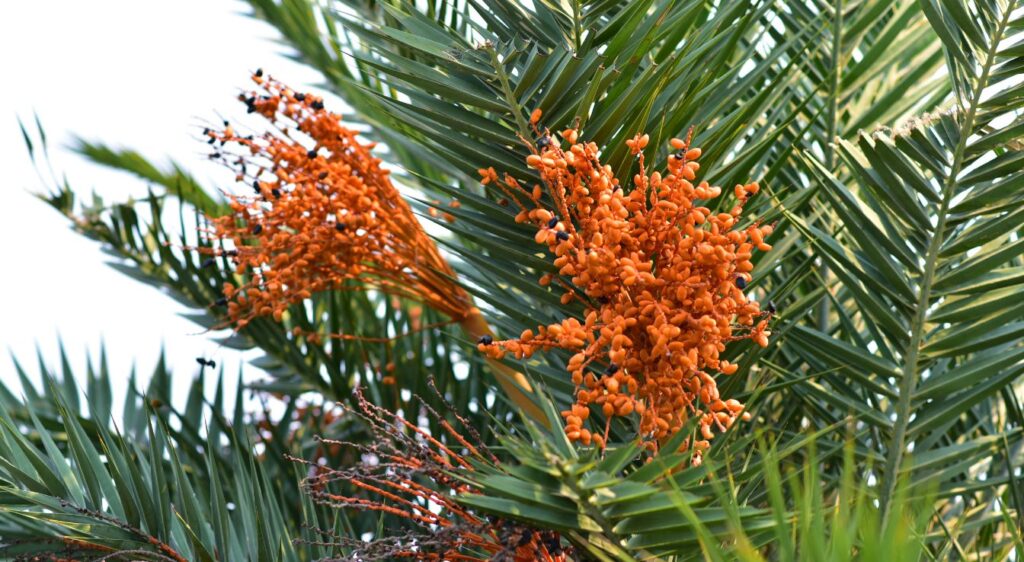 phoenix reclinata fruit