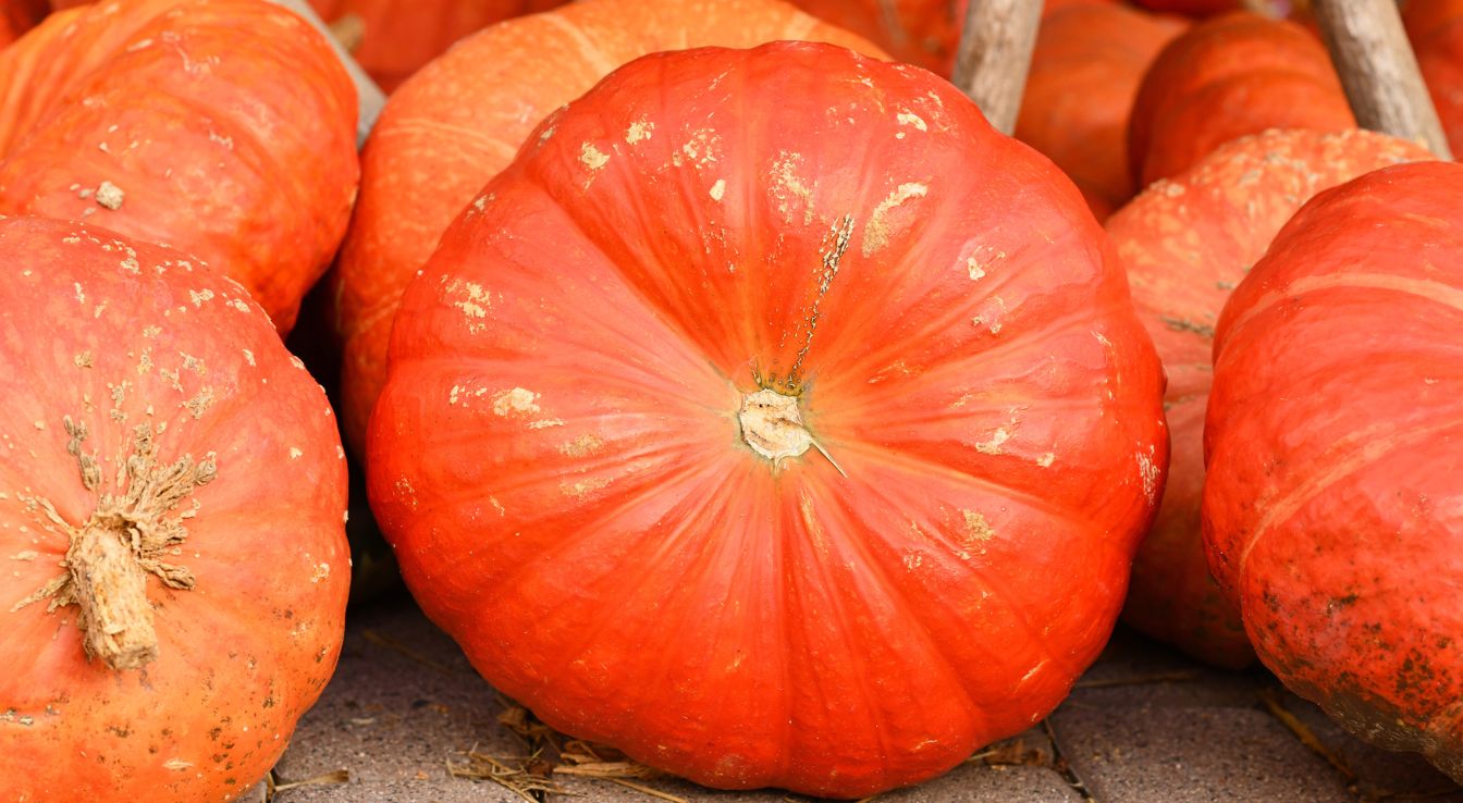 Potiron rouge vif d tampes