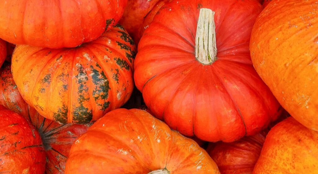 Potiron rouge vif etampes