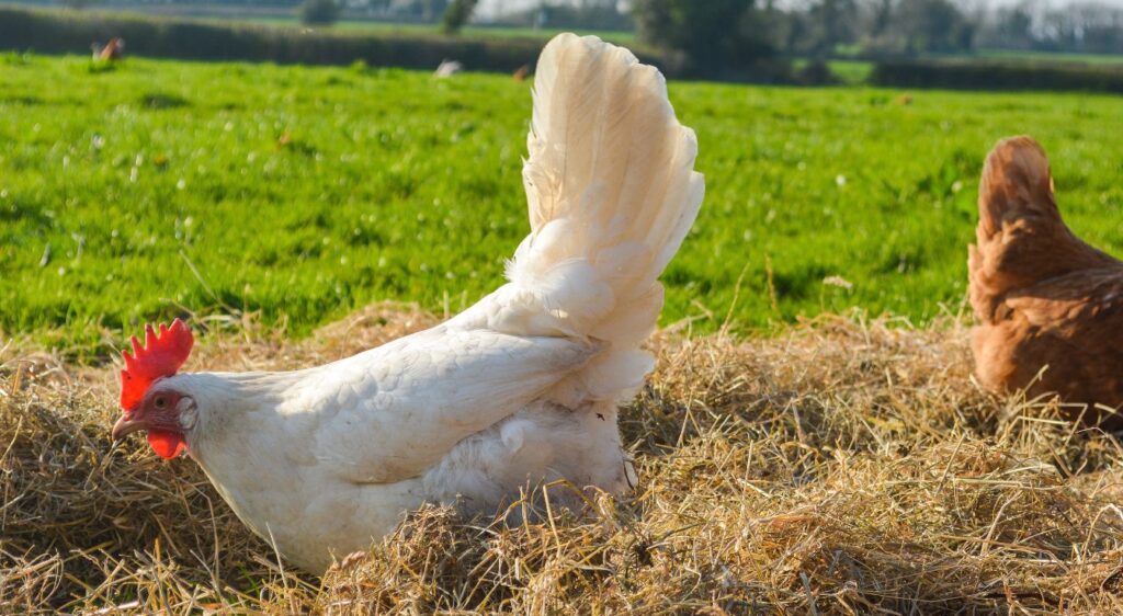 race de poule pondeuse