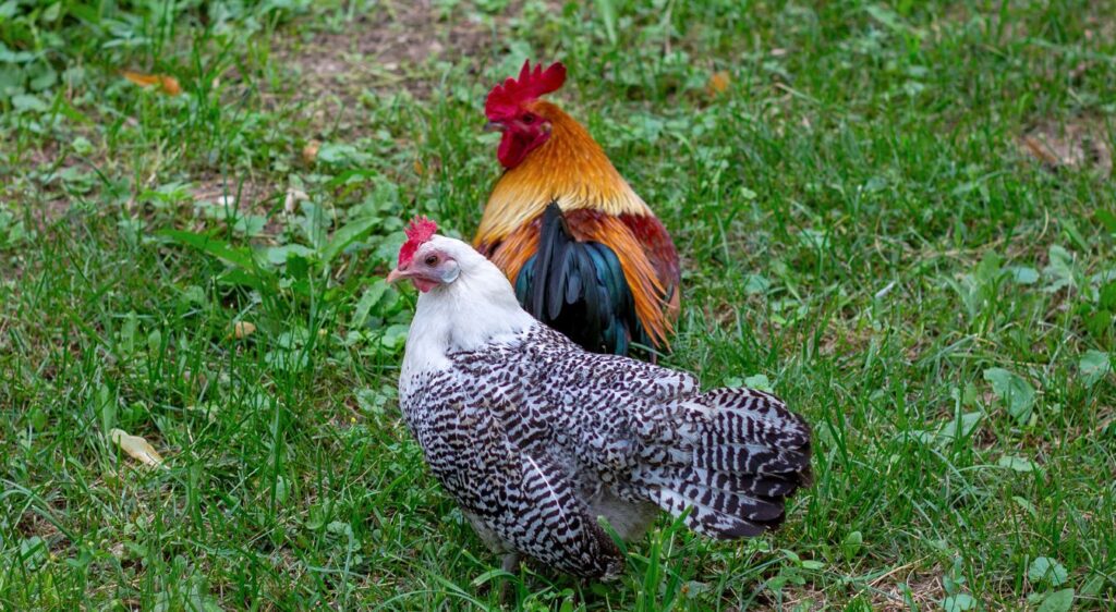 race de poule pondeuse