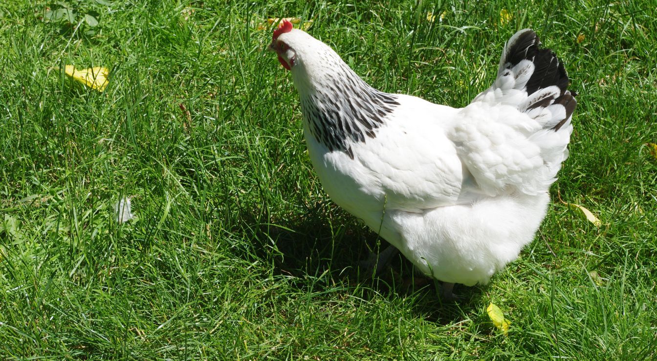 race de poule pondeuse