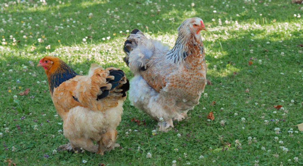 race de poules