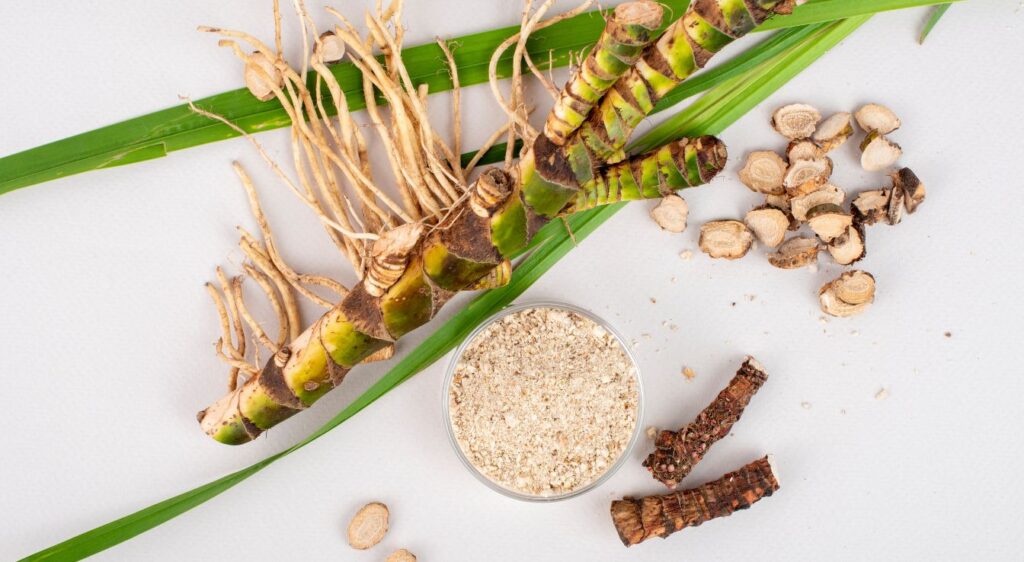 récolte de l'acore rhizomes