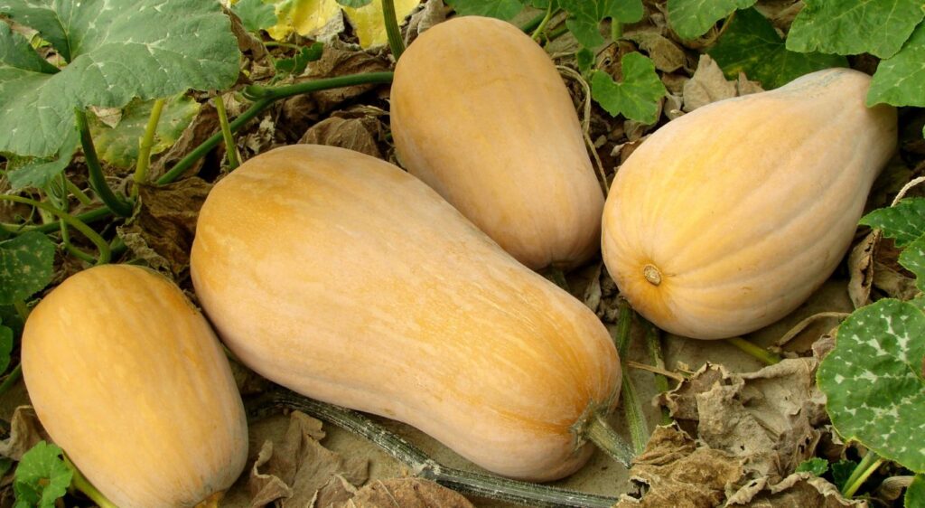 Butternut