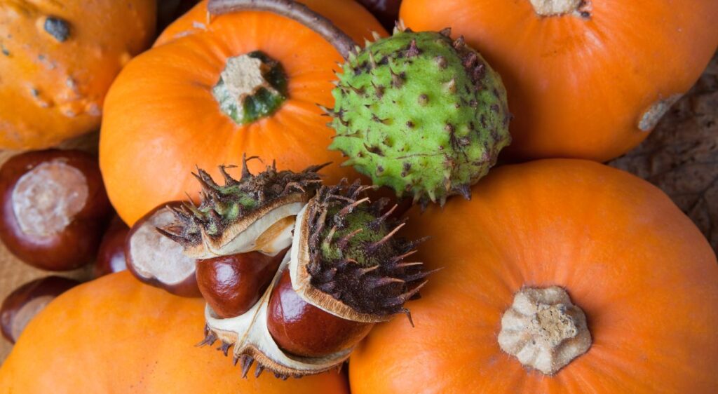 soupe potiron chataigne​