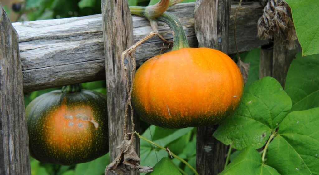 Squash cucurbita maxima