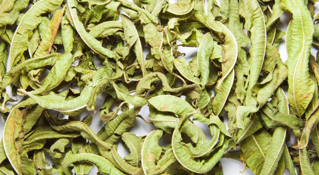 tisane de verveine