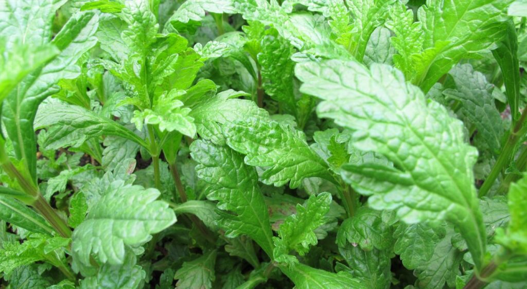 verbena officinalis