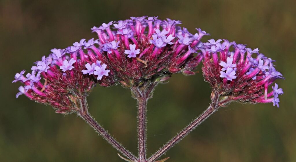 Verveine de buenos aires