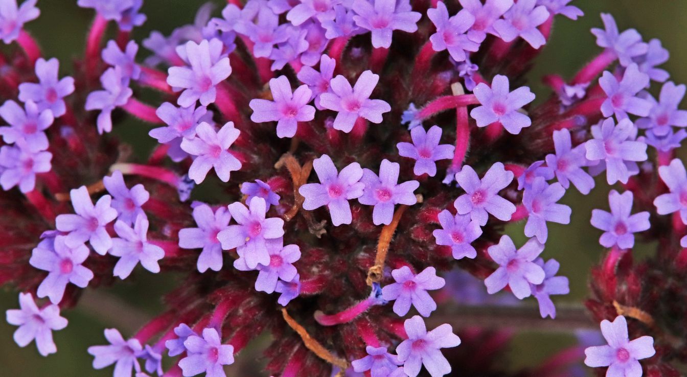 Verveine de buenos aires