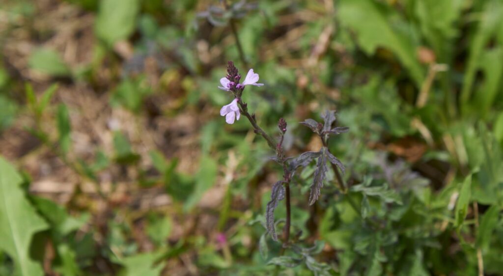 verveine officinale plante
