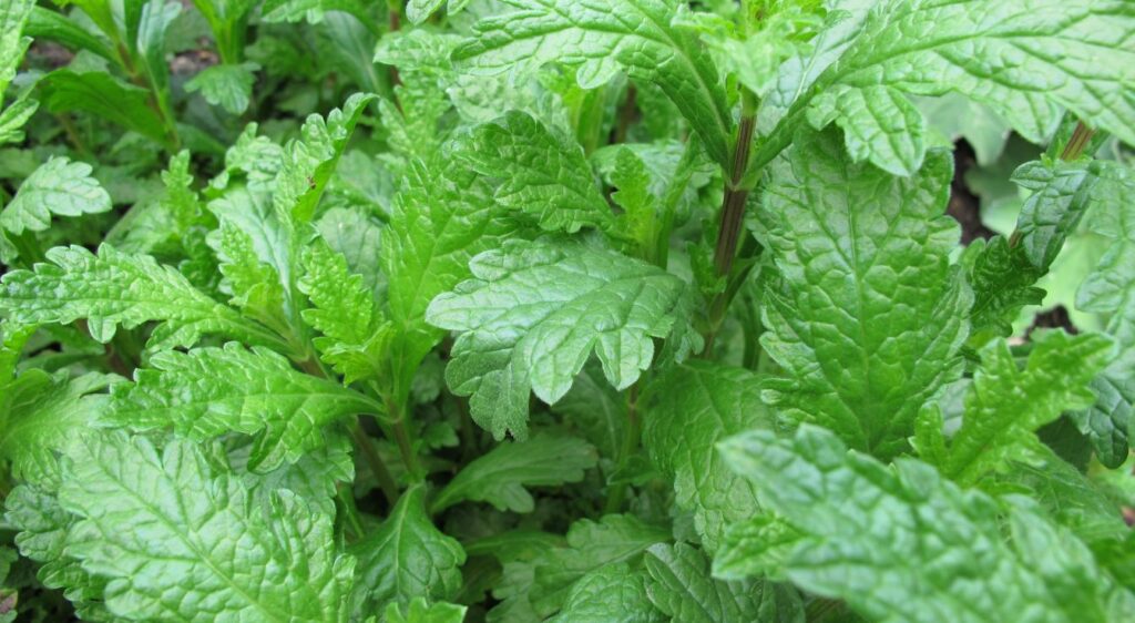 verveine officinale feuille