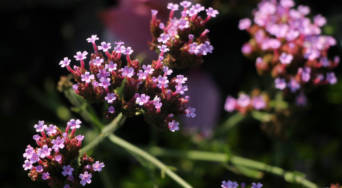 Verveine officinale